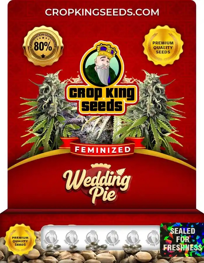 Wedding Pie Strain Feminized Marijuana Seeds