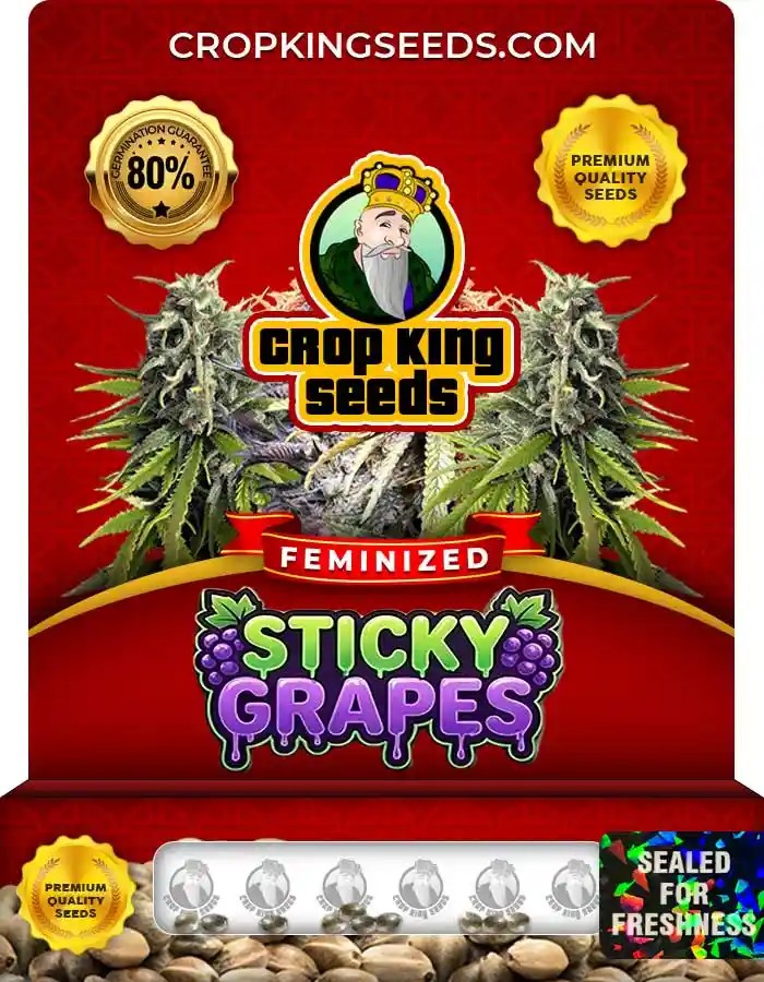 Sticky Grapes Strain Feminized Marijuana Seeds