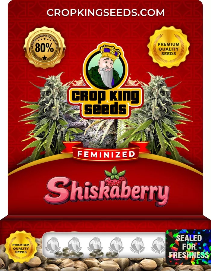 Shiskaberry Strain Feminized Marijuana Seeds