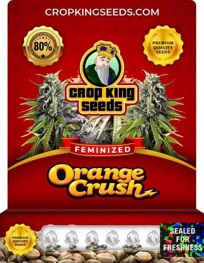 Orange Crush Strain Feminized Marijuana Seeds