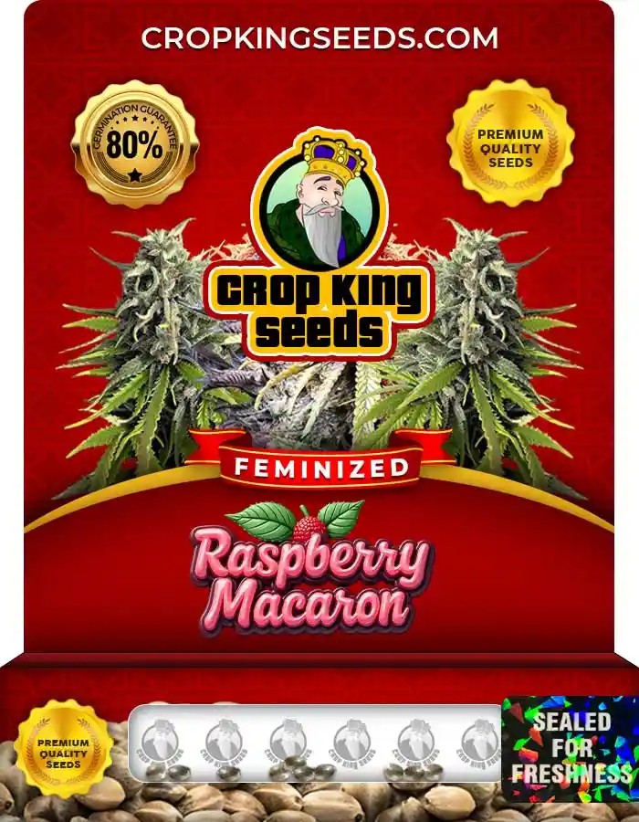 Raspberry Macaron Strain Feminized Seeds