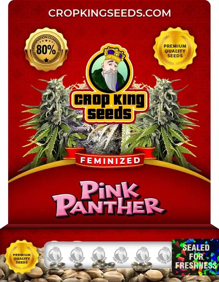 Pink Panther Strain Feminized Marijuana Seeds