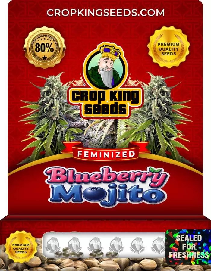 Blueberry Mojito Feminized Seeds