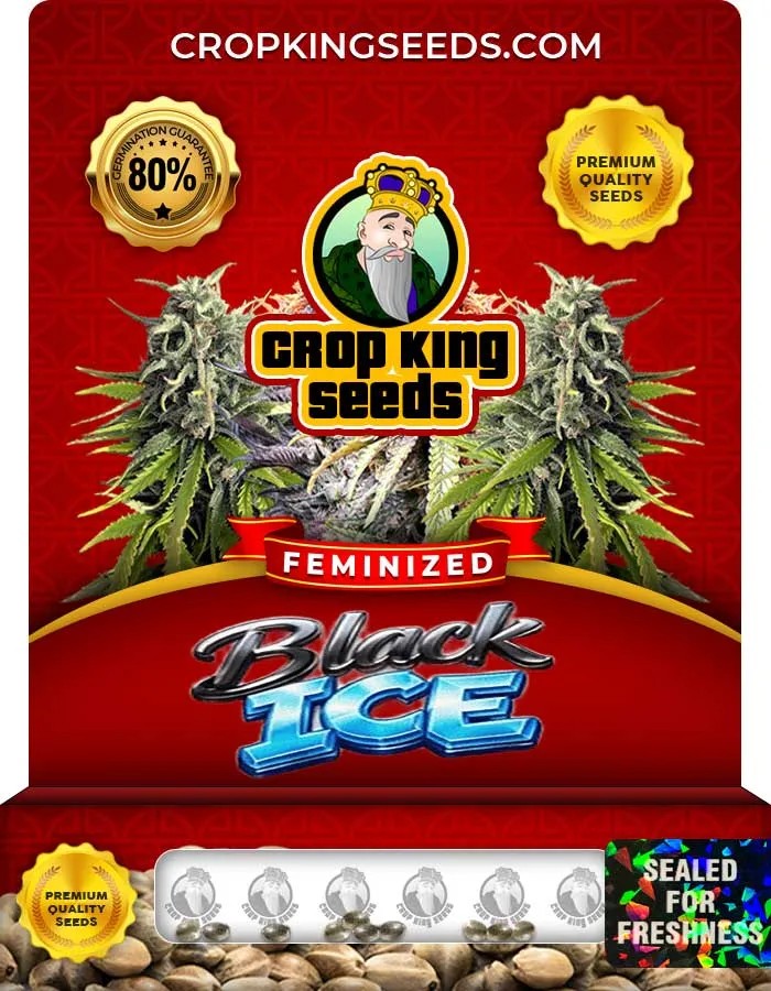 Black Ice Strain Feminized Seeds