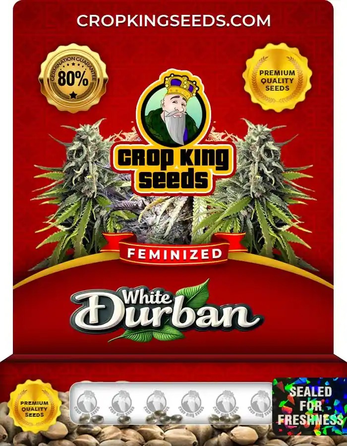 White Durban Strain Feminized Marijuana Seeds