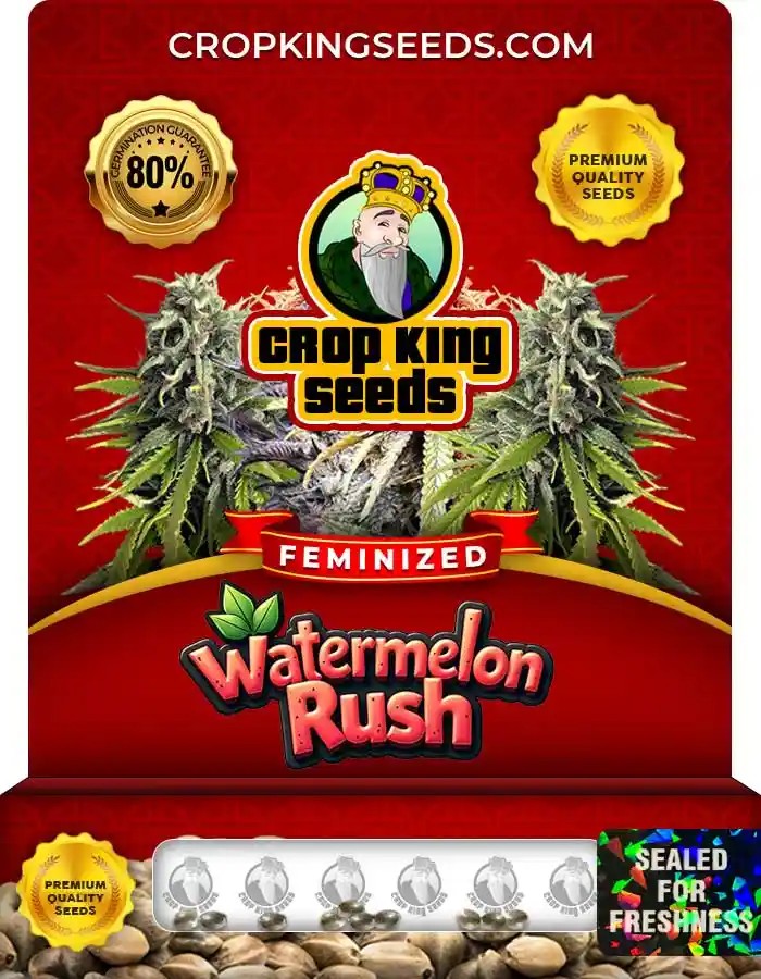 Watermelon Rush Strain Feminized Marijuana Seeds