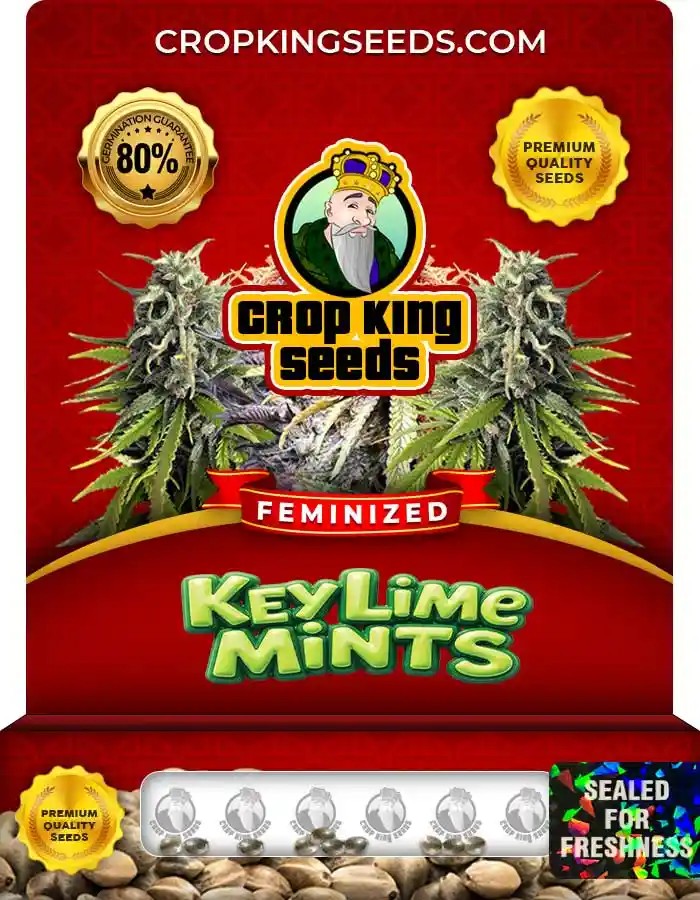 Key Lime Mints Feminized Seeds