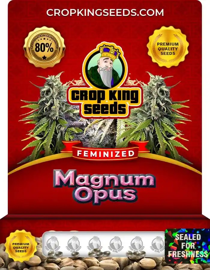 Magnum Opus Feminized Seeds