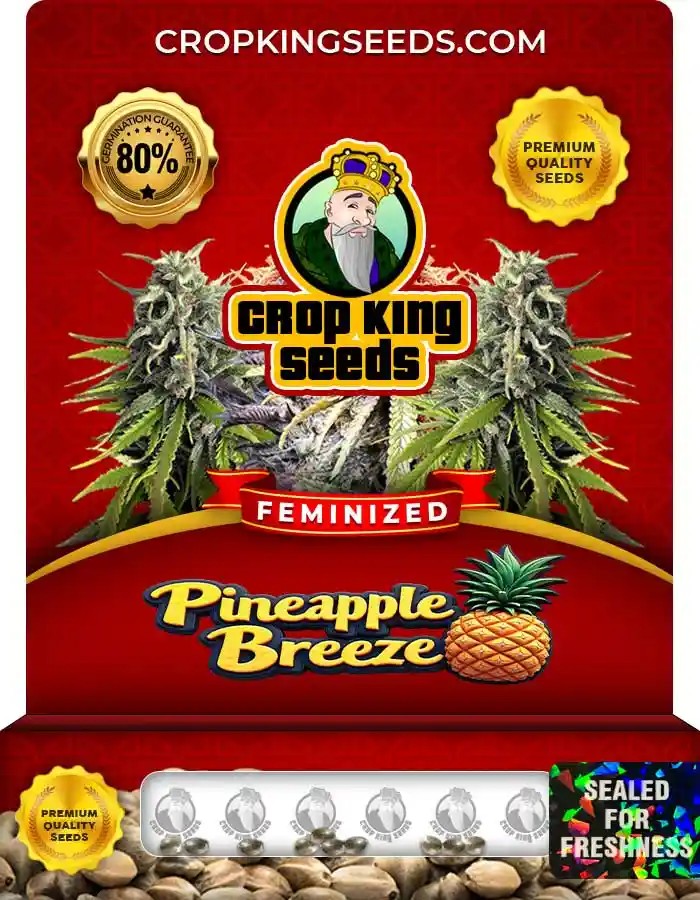 Pineapple Breeze Strain Feminized Marijuana Seeds