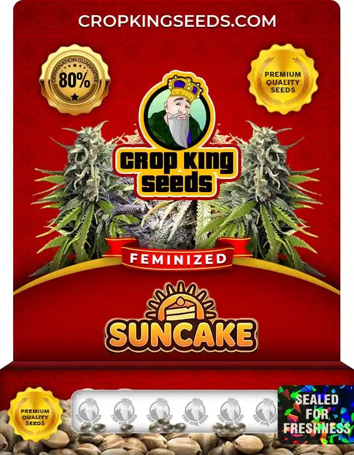 Suncake Strain Feminized Marijuana Seeds