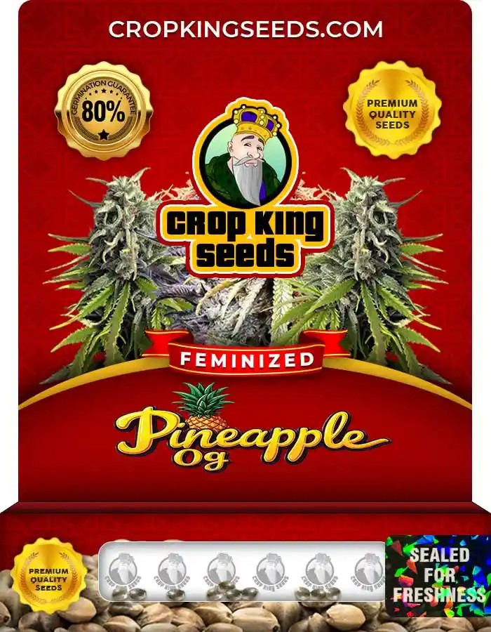 Pineapple OG Strain Feminized Marijuana Seeds