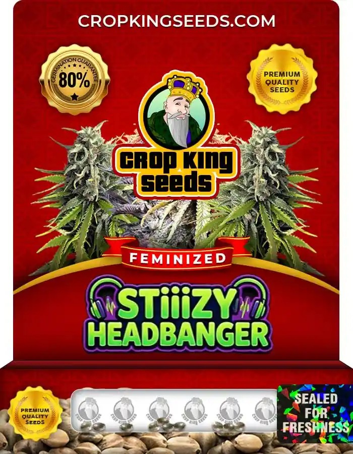Stiizy Headbanger Strain Feminized Seeds