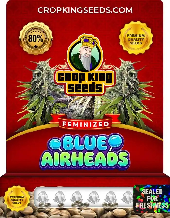 Blue Airheads Strain Feminized Seeds