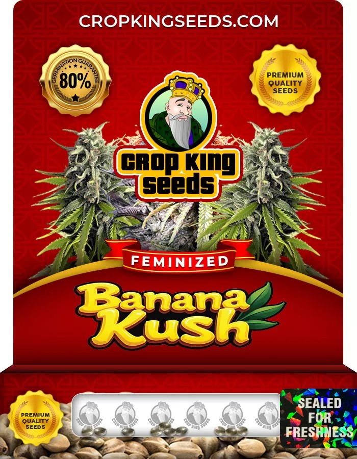 Banana Kush Feminized Marijuana Seeds