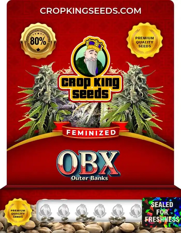 OBX Strain Feminized Seeds