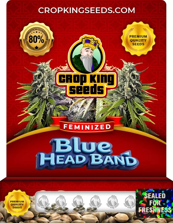 Blue Head Band Feminized Marijuana Seeds