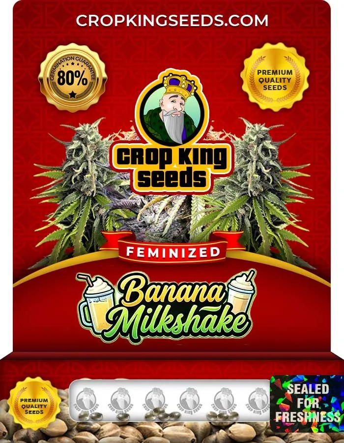 Banana Milkshake Strain Feminized Seeds