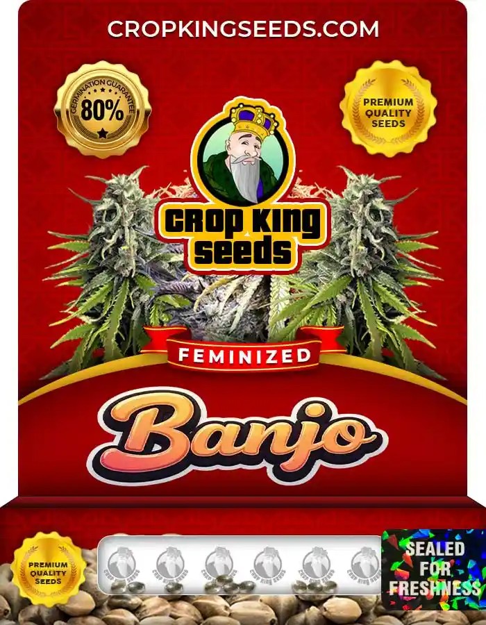 Banjo Feminized Seeds