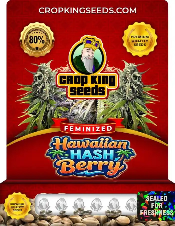 Hawaiian Hash Berry Strain Feminized Seeds