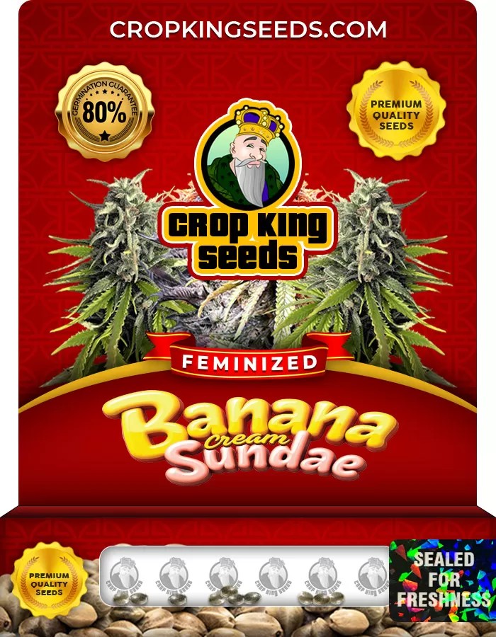Banana Cream Sundae Feminized Marijuana Seeds