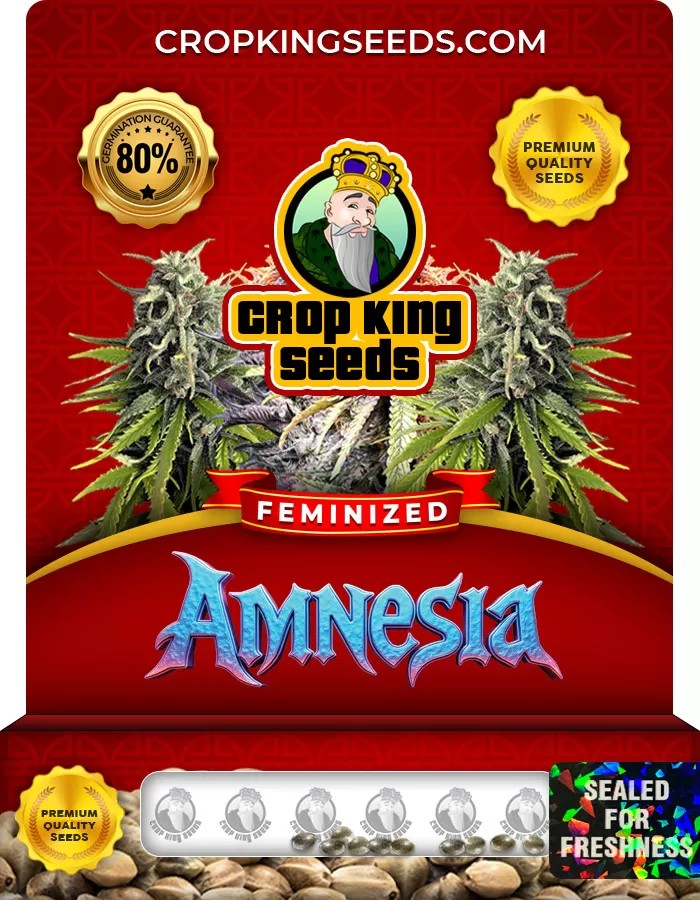 Amnesia Feminized Marijuana Seeds