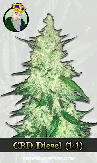 CBD Diesel Strain (1:1) Marijuana Seeds