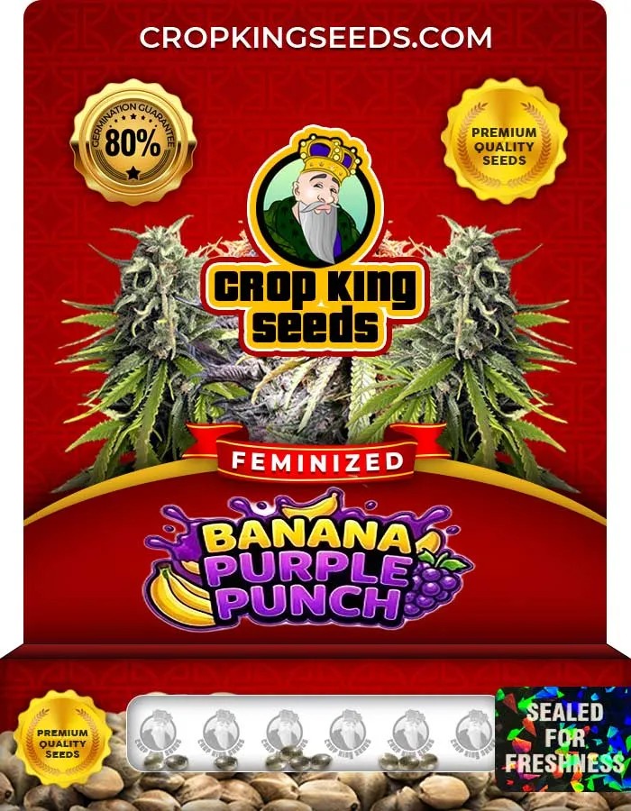 Banana Purple Punch Strain Feminized Seeds