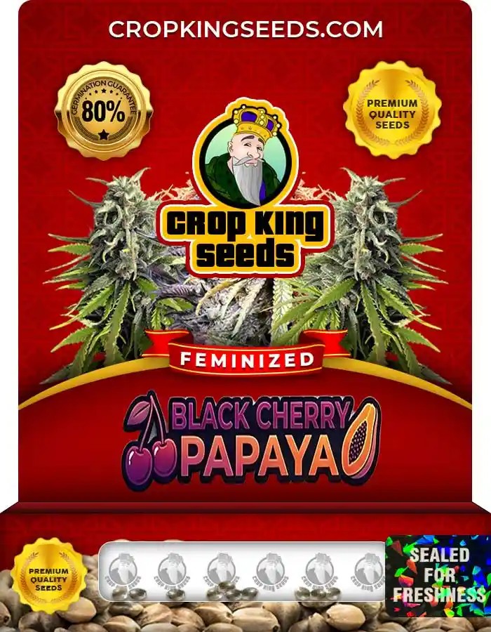 Black Cherry Papaya Strain Feminized Seeds