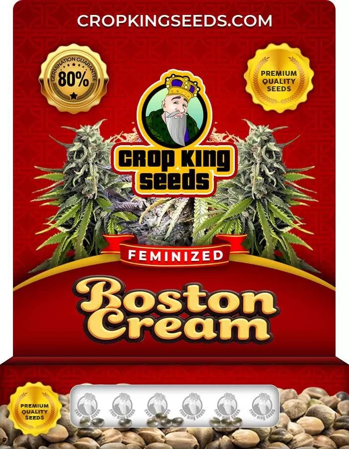 Boston Cream Strain Feminized Marijuana Seeds