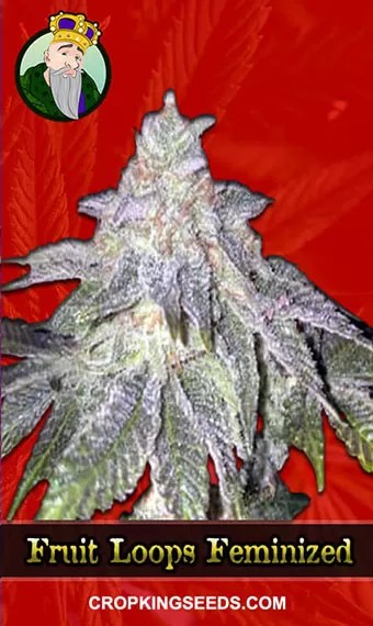Fruit Circles Strain Feminized Marijuana Seeds