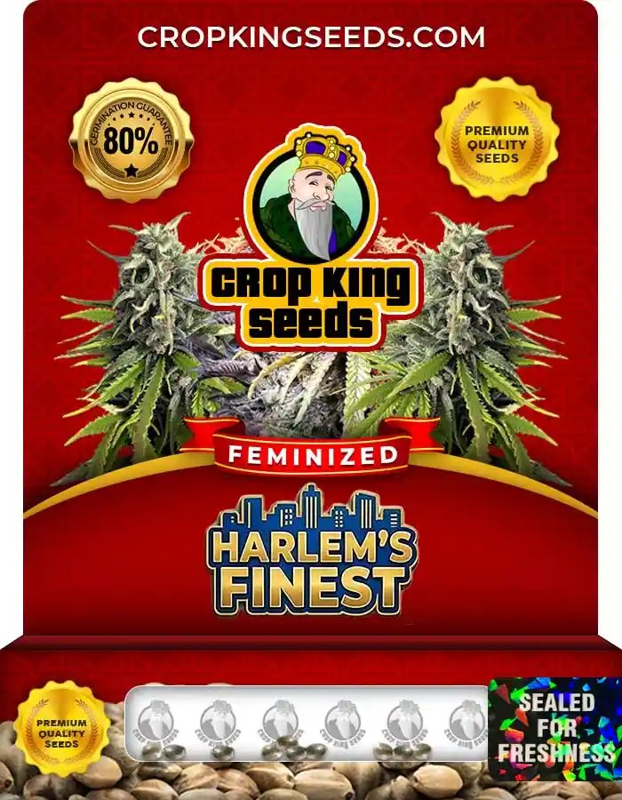 Harlem’s Finest Strain Feminized Seeds