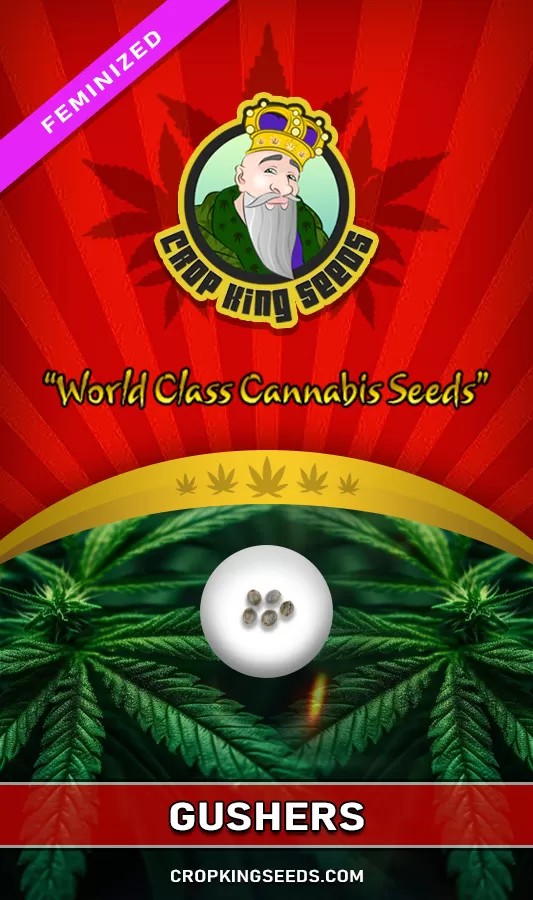 Gushers Strain Feminized Fast Version Marijuana Seeds