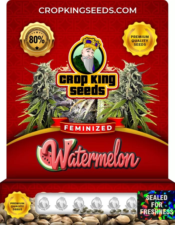 Watermelon Strain Feminized Marijuana Seeds
