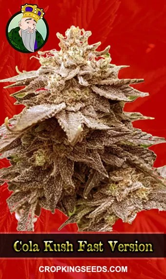 Cola Kush Fast Version Marijuana Seeds