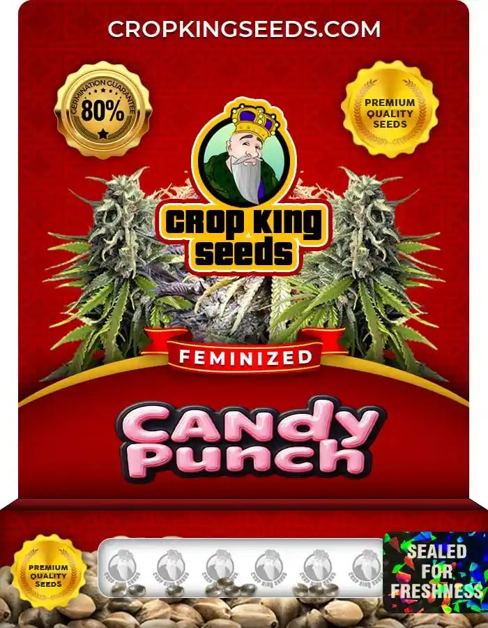 Candy Punch Feminized Seeds