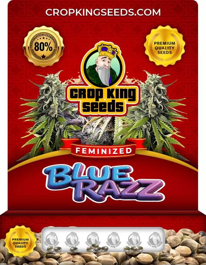 Blue Razz Strain Feminized Marijuana Seeds