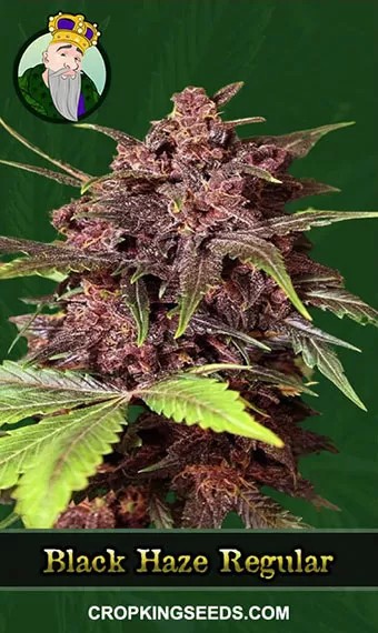 Black Haze Regular Marijuana Seeds