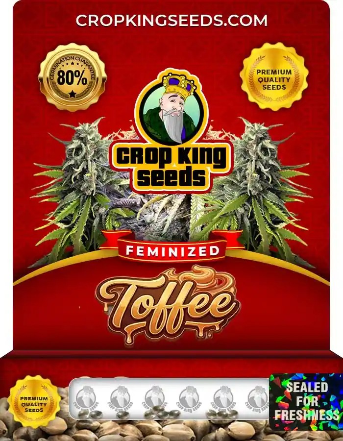 Toffee Strain Feminized Marijuana Seeds