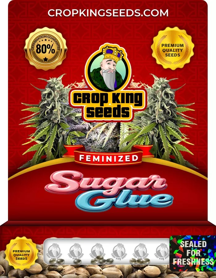 Sugar Glue Strain Feminized Marijuana Seeds