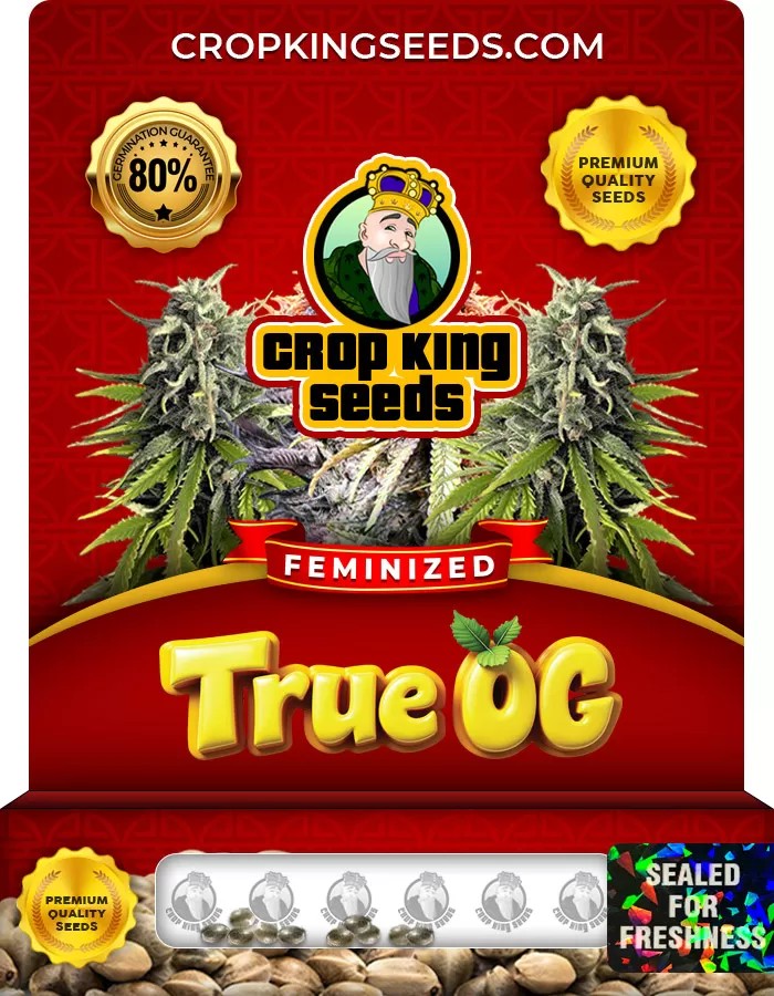 True OG Strain Feminized Marijuana Seeds