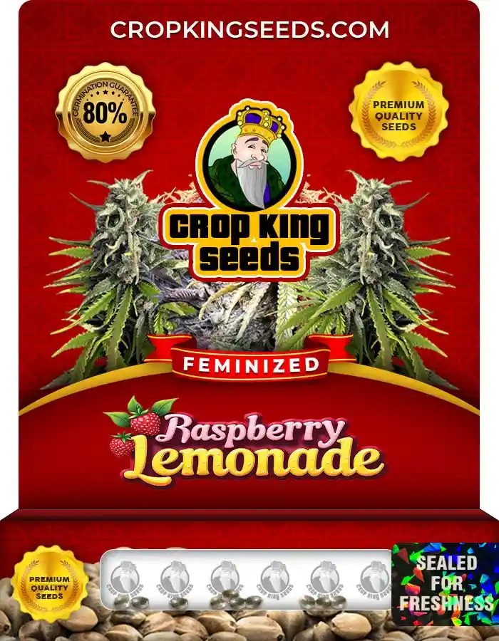 Raspberry Lemonade Strain Feminized Marijuana Seeds