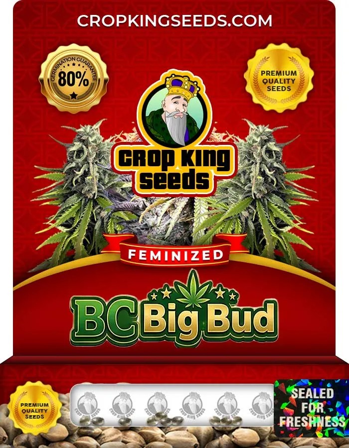 Bc Big Bud Strain Feminized Seeds