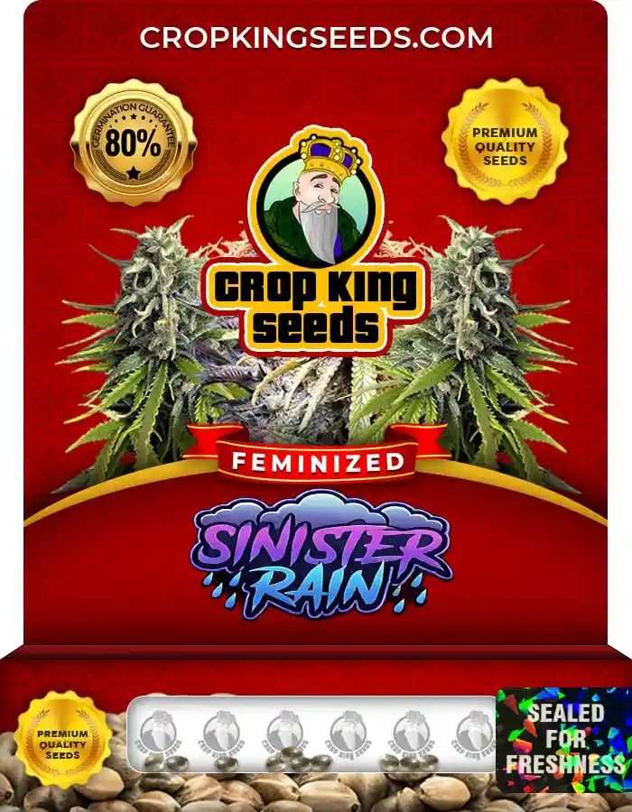 Sinister Rain Strain Feminized Seeds