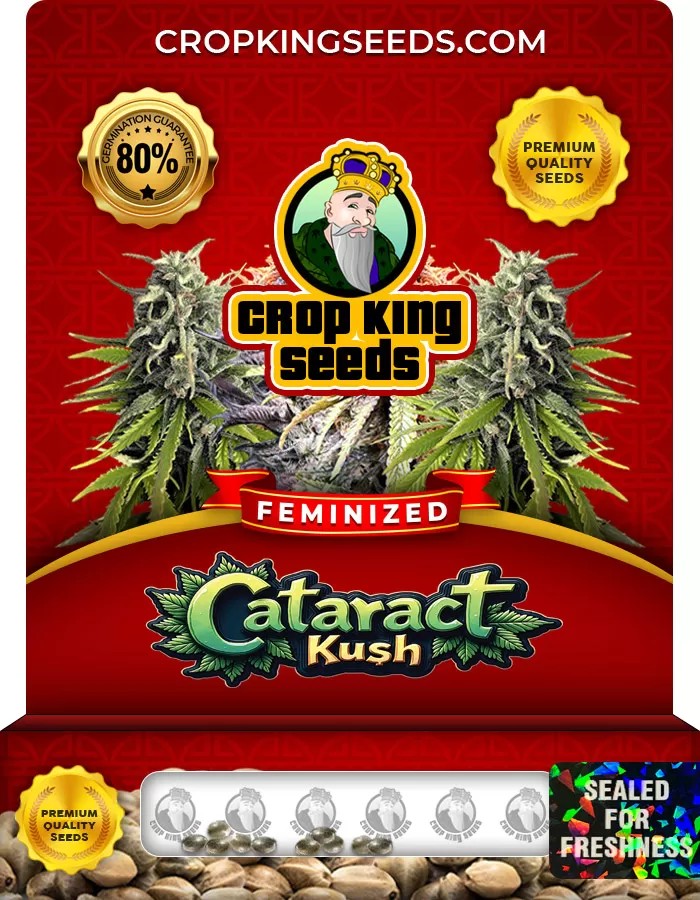 Cataract Kush Feminized Marijuana Seeds