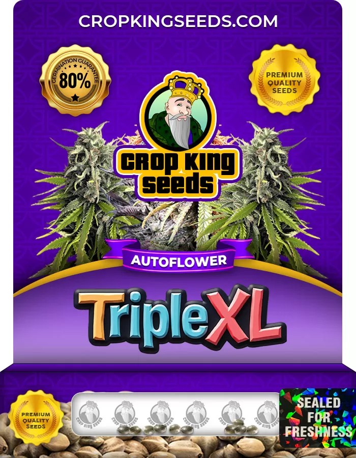 Triple XL Autoflower Marijuana Seeds