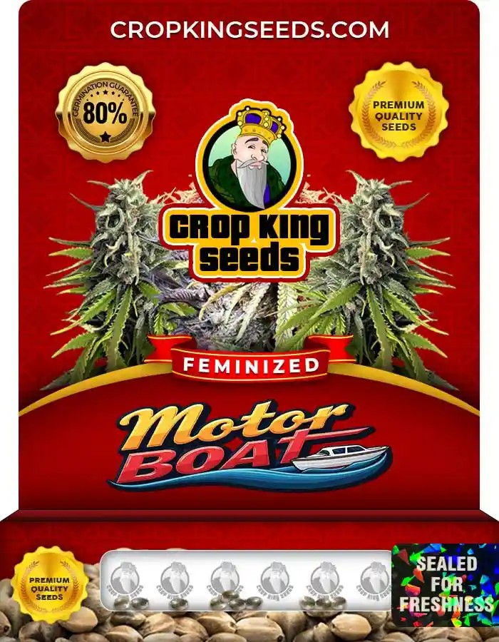 Motorboat Feminized Seeds