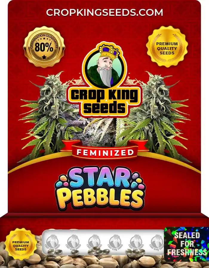 Star Pebbles Feminized Seeds