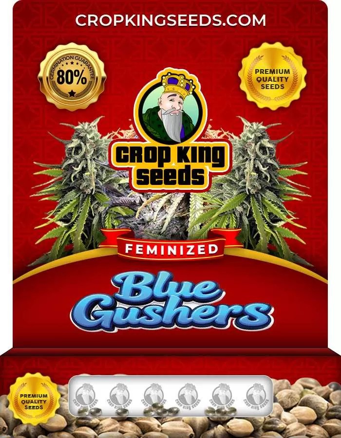 Blue Gushers Strain Feminized Marijuana Seeds