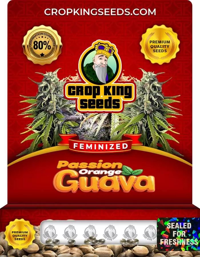 Passion Orange Guava Feminized Seeds