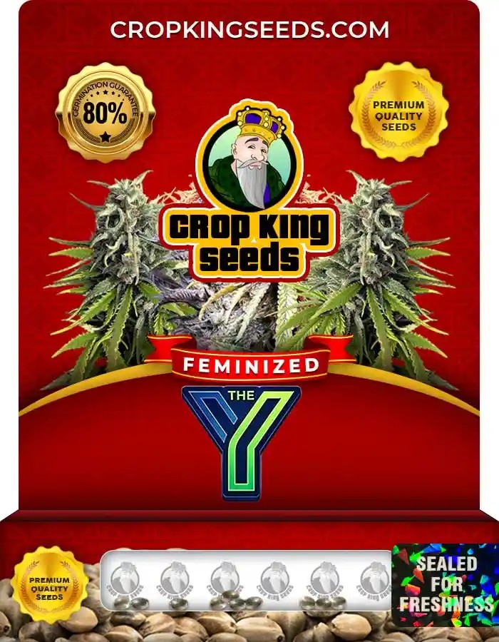 The Y Strain Feminized Marijuana Seeds
